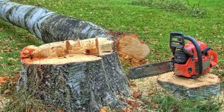 Trusted Cross Lanes, WV Tree Services Experts